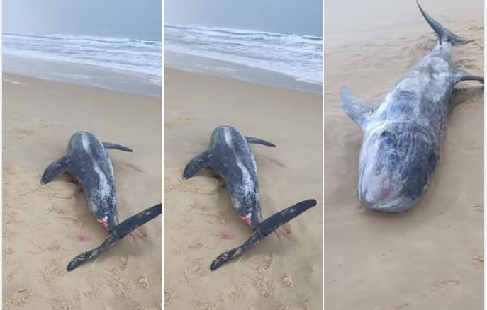 البحر يلفظ حوتا كبير الحجم على هذا الشاطئ